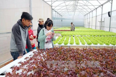 Lam Dong to set up 11 sustainable agriculture production chains