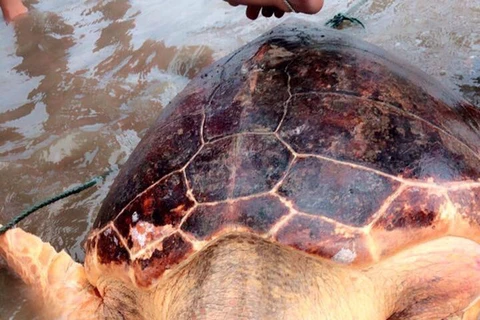 Quang Tri: Turtle at risk of extinction released into wild