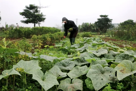 Heat, urbanisation hit capital’s farms