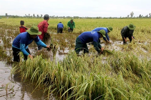 Early floods threaten Mekong rice fields