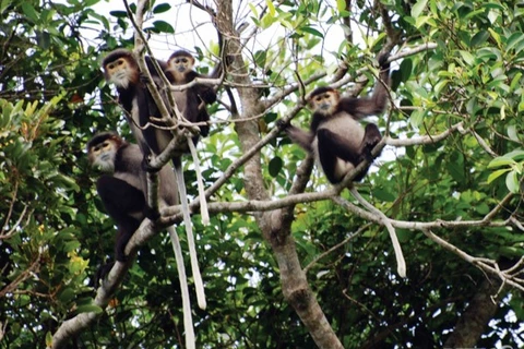 Dong Nai province moves to protect black-shanked douc langurs 