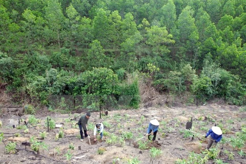 Central Highlands focuses on sustainable forest restoration