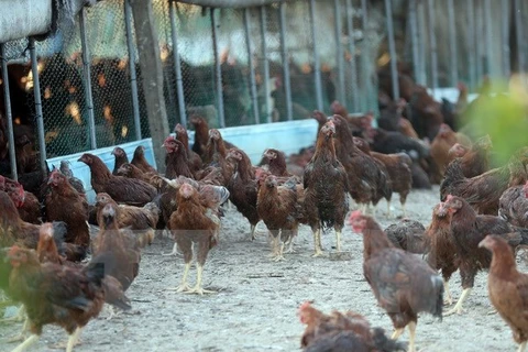 Philippines reports first avian flu outbreak