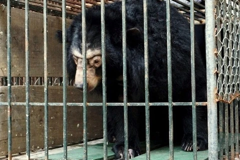 Microchips re-implanted in 200 captive bears in Hanoi