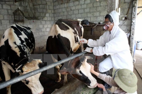 Cattle foot-and-mouth disease put under control