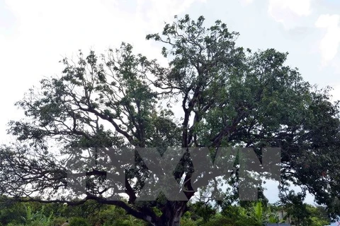 Over 2,600 heritage trees recognised since 2010
