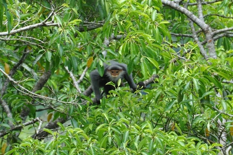 Quang Nam province protects primates from peril