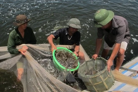 Phu Yen applies high technology in shrimp farming