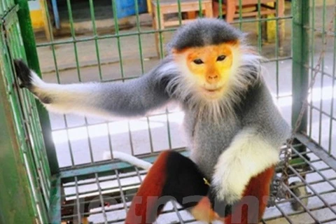 Rare primate handed over to Cuc Phuong park