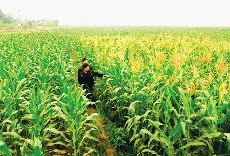 Vietnam spends nearly 1.7 billion USD on corn import every year