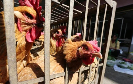 Philippines confirms avian influenza strain on Luzon island