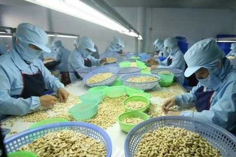 Cashew sector may miss export target