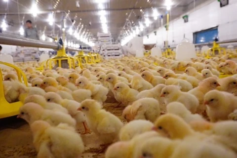 Poultry firm imports top-notch chickens