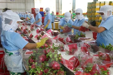 Vietnam to export dragon fruit to Australia