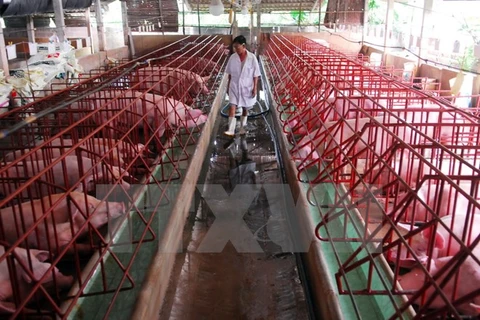 Experts: Production chains vital for pork industry
