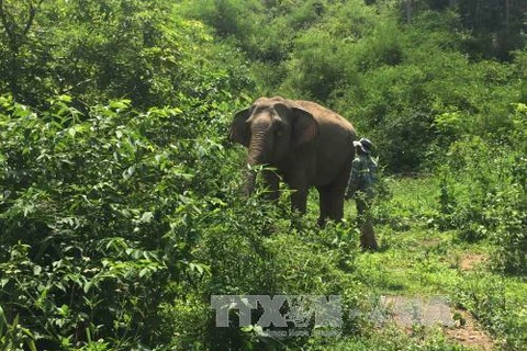 Hungry wild elephants hurt domestic ones