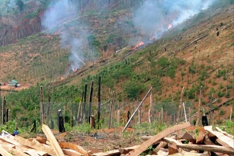 PM asked for strong measures to cope with deforestation