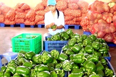 Lam Dong announces 300-billion-VND plan to build post-harvest centres