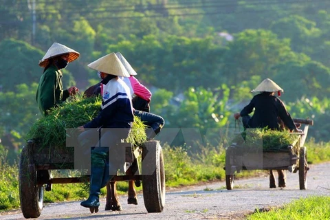 Quang Nam targets additional 55 new-style rural communes