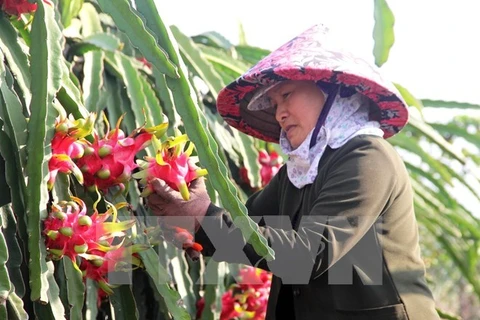 Agricultural sector likely to achieve growth target this year 