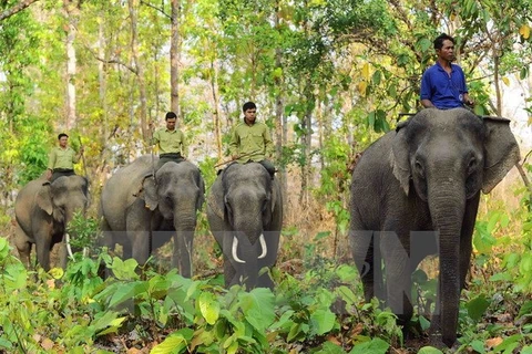 Elephant sanctuary established in Quang Nam