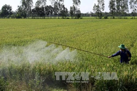 Thua Thien-Hue targets 5,500 hectares of large-scale fields