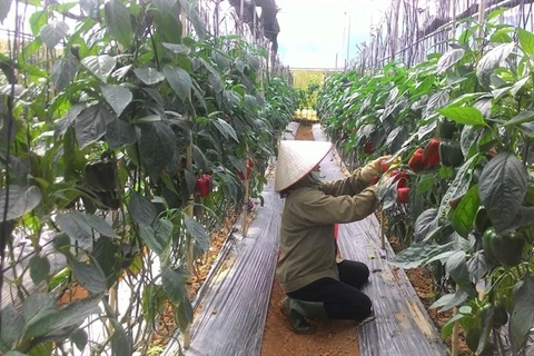 Lam Dong farmers go high tech