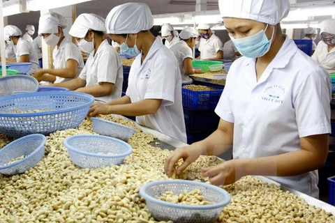 Cashew exports in eight months fetch 2.2 billion USD