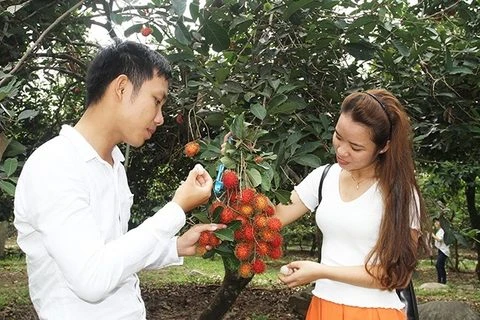 Ninh Thuan’s orchards opened for visitors 