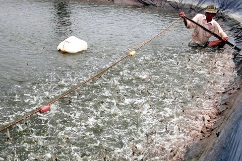 Ca Mau works to promote fishery sector