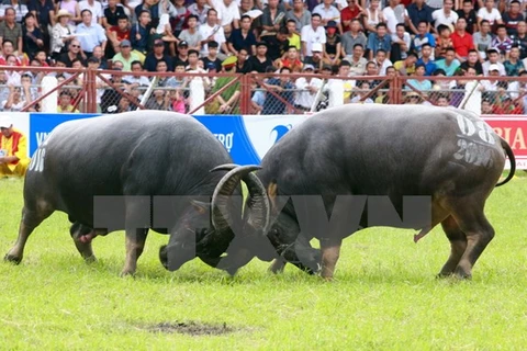 Do Son buffalo festival should be protected: experts