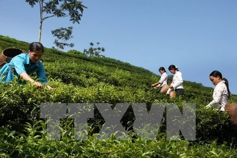 Vietnamese tea seeks to enter choosy markets 