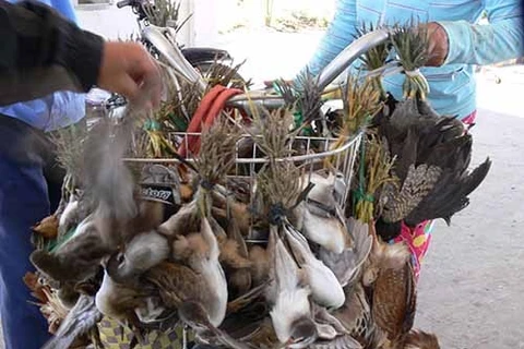 Bird trade escalating in Vietnam: study