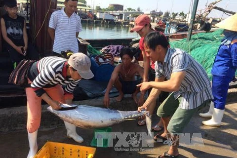 Thua Thien – Hue: offshore fishing fares well
