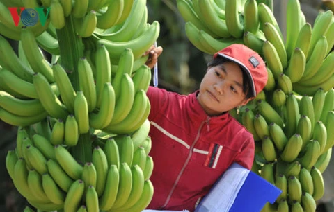 Vietnamese farm produce seeks path to Middle East 