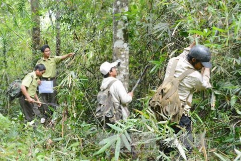 Vietnam collects nearly 1.1 trillion VND in forest environment fees