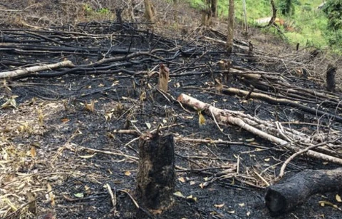 Forests destroyed in northern Dien Bien province