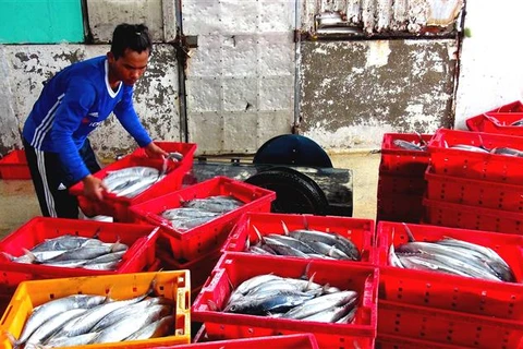 Tien Giang’s fishermen enjoy bumper catch 