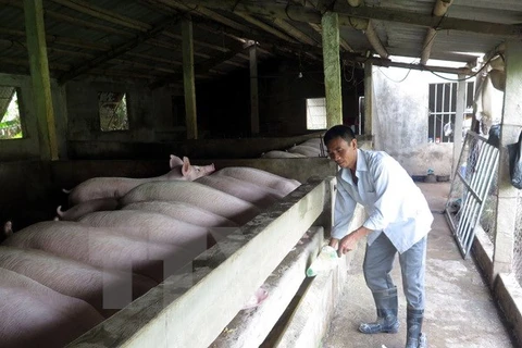 Nam Dinh, Thai Binh develop disease-free pig production for export
