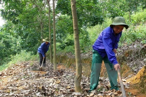 Natural rubber producing countries convene conference in HCM City