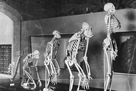 Indonesia to set up human evolution research centre