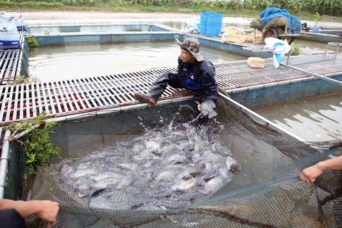 Can Tho, Brazil’s Maranhao state partner in rice production, aquaculture