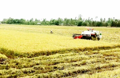 Vietnam uses remote sensing to monitor rice production 