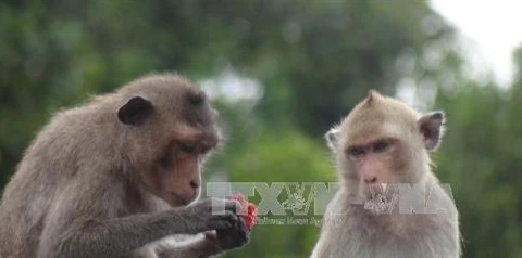  Soc Trang to feature macaques as tourist draw