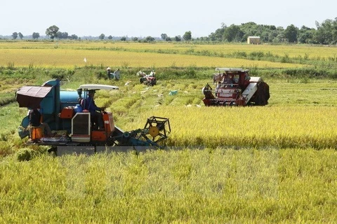 Summer-autumn crop yields 11.5 million tonnes of rice