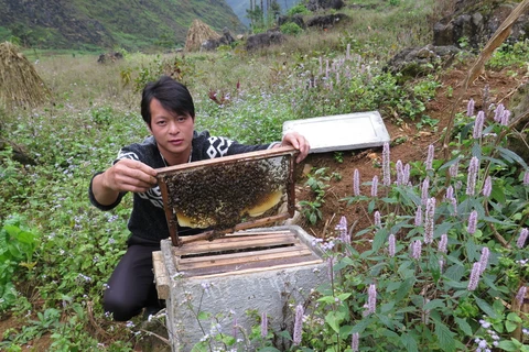 Ha Giang seeks solutions to sustainable beekeeping development