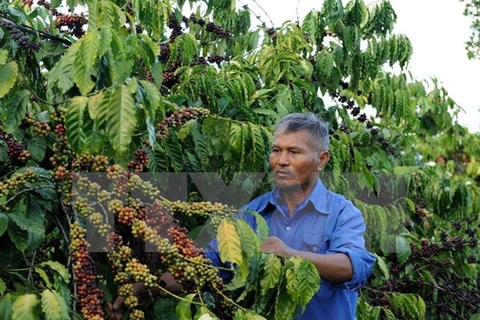 Coffee exports down 23 percent in quantity