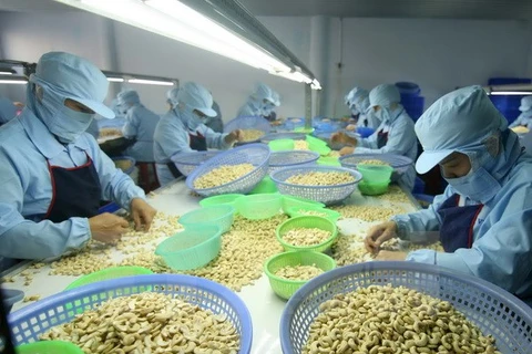 Cashew nut exports expected to exceed 3 billion USD