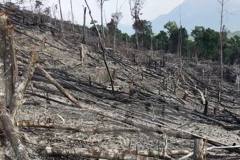 Deforestation ongoing in Binh Dinh province