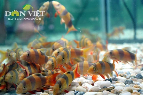 Ho Chi Minh City boosts ornamental fish exports
